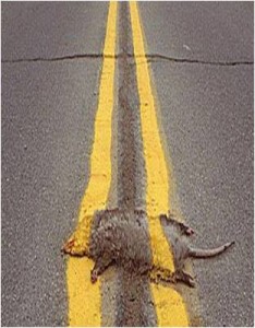 roadkill-234x300